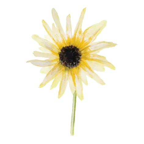 Miniatyrsolros 'Italian White' Svenskodlat frö