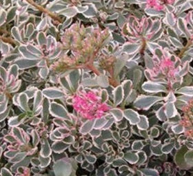 Kaukasiskt fetblad 'Tricolor' 12cm kruka