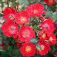Modern buskros 'Bassino' 10-pack barrot