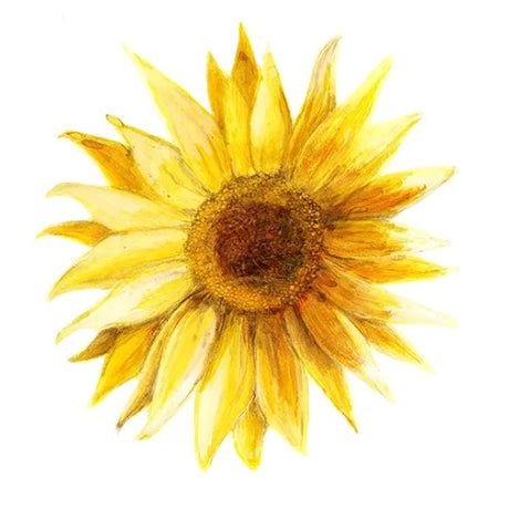 Solros 'Pacino Gold' Svenskodlat frö