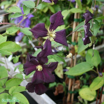 Klematis 'Romantika' 1-pack