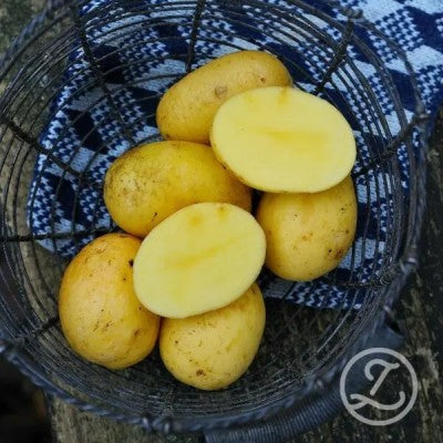 Sättpotatis - Marabel 1kg