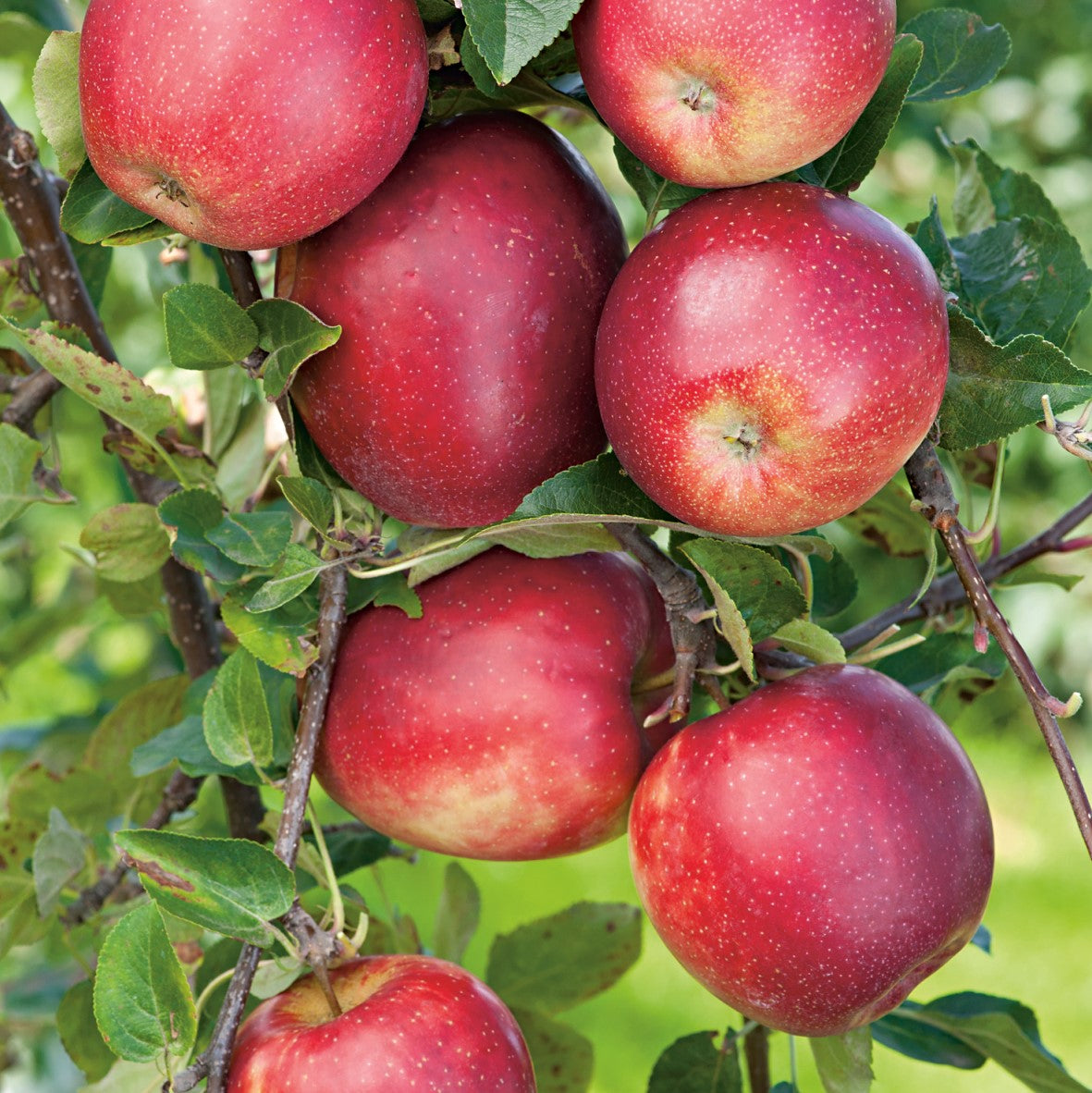 Äpple 'Summerred' MM111 co Inkl. Uppbindning