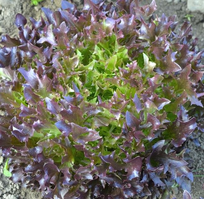Sallat 'Frastex' 10,5cm kruka