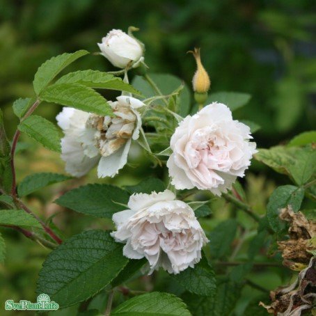 Rugosaros 'White Grootendorst' 1-pack barrot