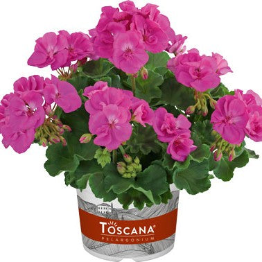 Zonalpelargon 'Yvonne Lilac' 3st sticklingar