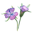 Vildblomma Klätt