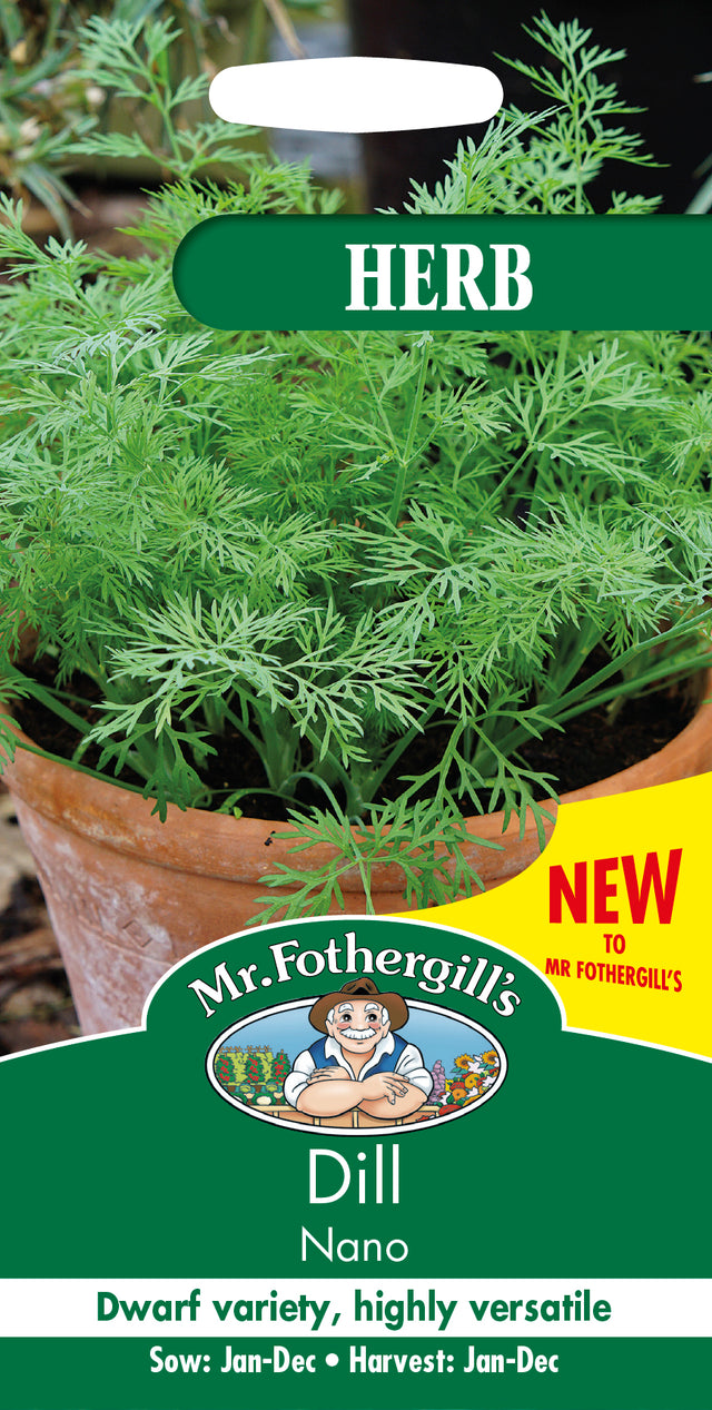 Dvärgdill 'Nano'