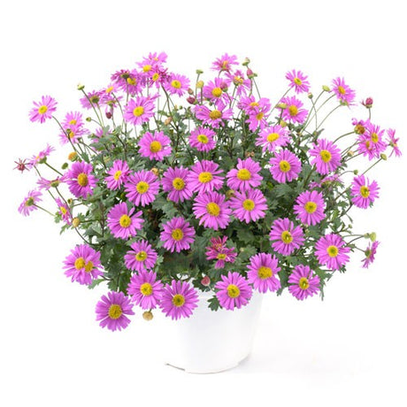 Dockkrage 'Fresco Candy' 10,5cm kruka