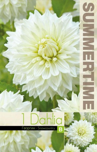 Dekorativ Dahlia 'Snowcountry' 1st