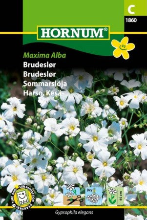 Sommarslöja 'Maxima Alba' frö