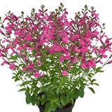 Salvia 'Visional Pink' 10,5cm kruka
