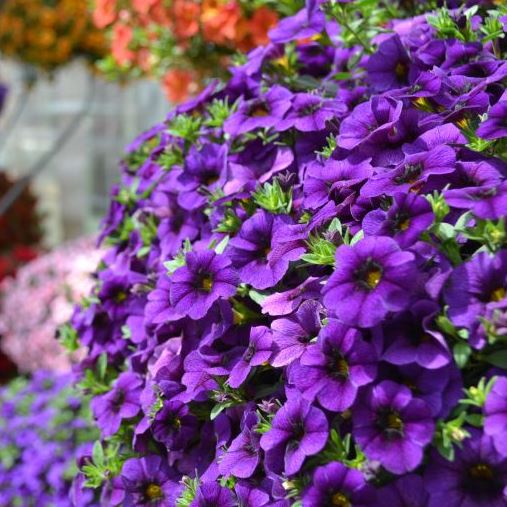 Minipetunia 'Aloha Kona Blue' - 3 Plantor