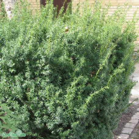 Hybrididegran 'Hicksii' 100-pack 1L