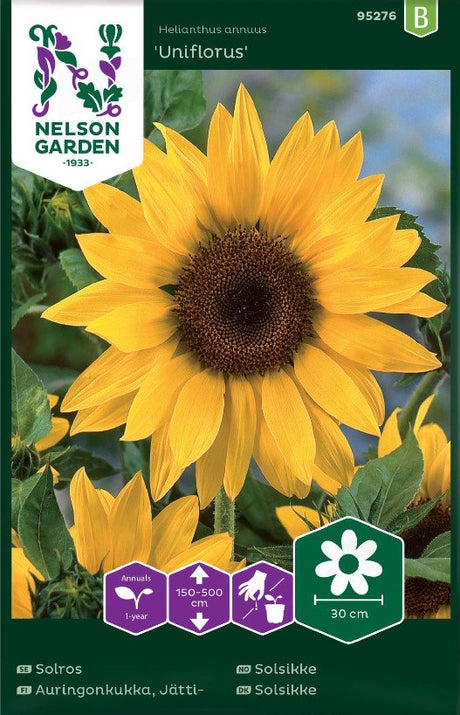 Jättesolros 'Uniflorus'