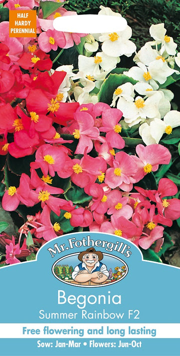 Begonia 'Summer Rainbow F2'