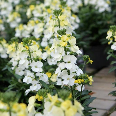 Gyllenlack 'Rysi Moon Improved' 12cm kruka