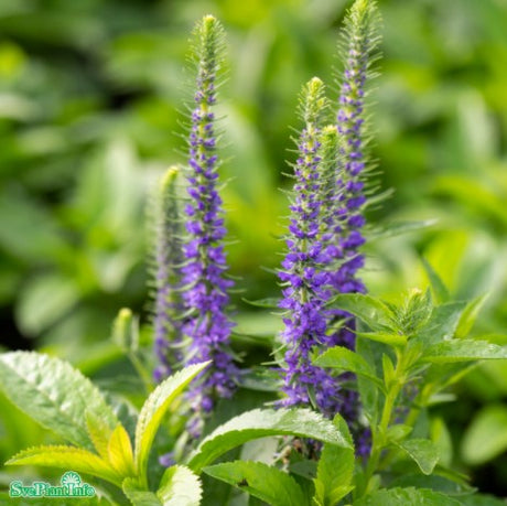 Axveronika 'Ulster Dwarf Blue' 1st barrotad