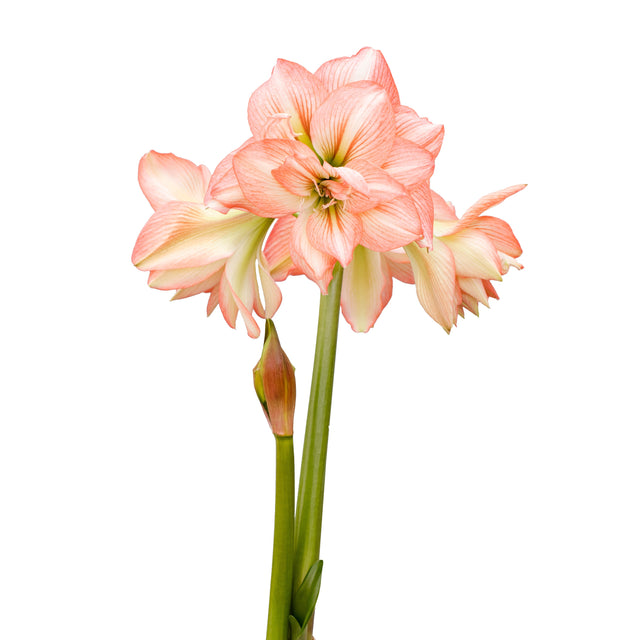 Afrikansk Amaryllis 'Zombie'