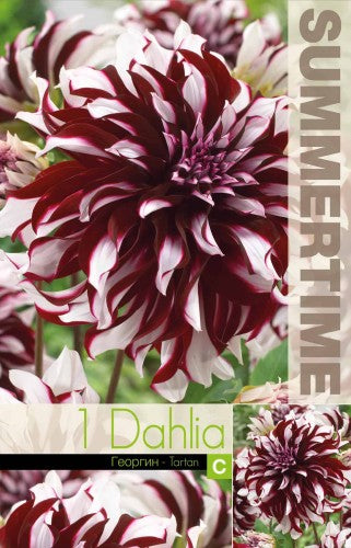 Dekorativ Dahlia 'Tartan' 1st