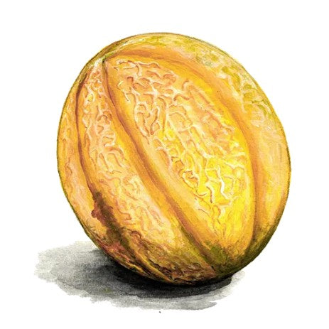 Nätmelon 'Sweet Granite' Svenskodlat frö