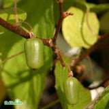 Minikiwi 'Issai' 1-pack i kruka