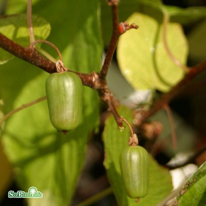 Minikiwi 'Issai' 1-pack i kruka