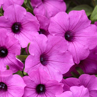 Petunia 'Vista Jazzberry' - 3 plantor