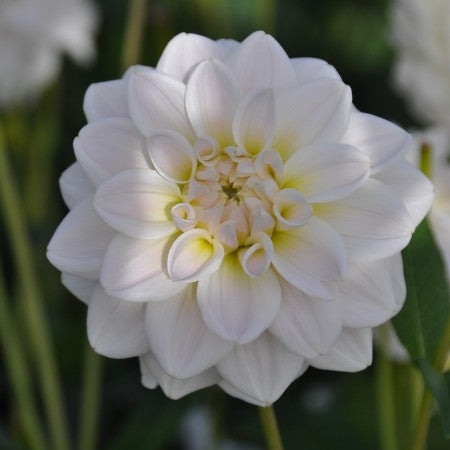 Dekorativ Dahlia 'Silver Antique' 1st