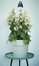 Leaf Light Care 7x7cm - Living Black