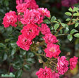 Polyantharos 'Red Fairy' 5-pack barrot