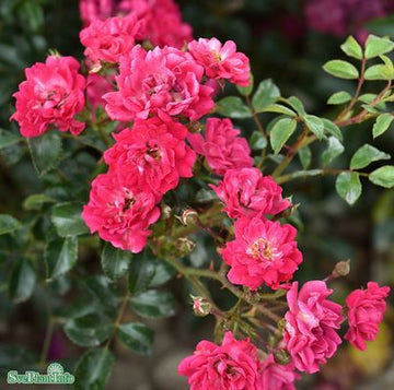 Polyantharos 'Red Fairy' 1-pack barrot