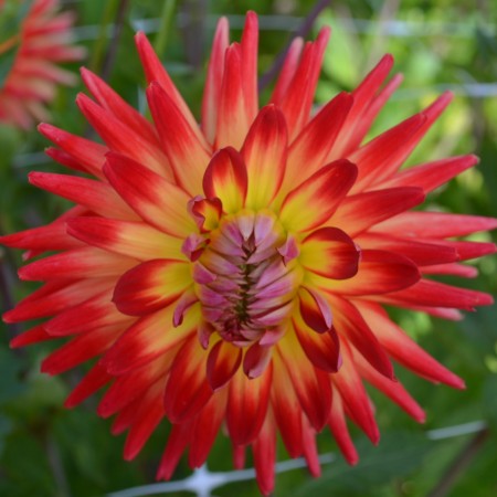 Dekorativ Dahlia 'Esli' 1st