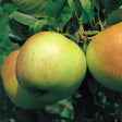 Äpple 'James Grieve' E A2 co