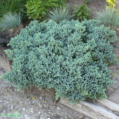 Himalaya-en 'Blue Star' 20-25 co 3-pack