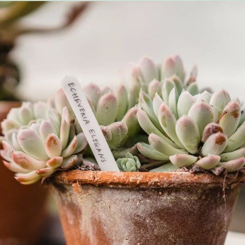 Plastetikett 10cm - 50st