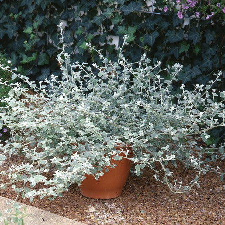 Rabatteternell 'Silver' 10,5cm kruka
