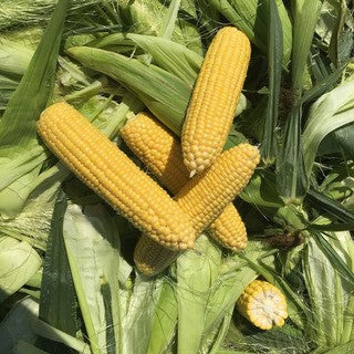 Sockermajs 'Honey Sweet' F1 Frö