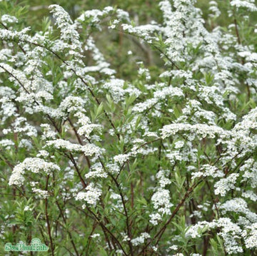 Norskspirea 'Grefsheim' 100-p barrotad 30-50cm