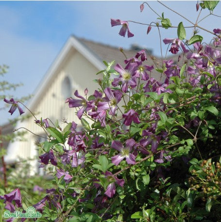 Klematis Viticella 1-pack