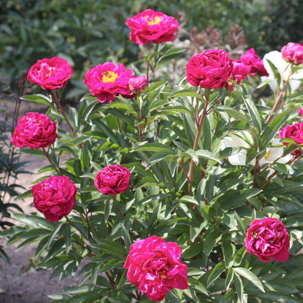 Luktpion 'Karl Rosenfield' 8-pack i kruka