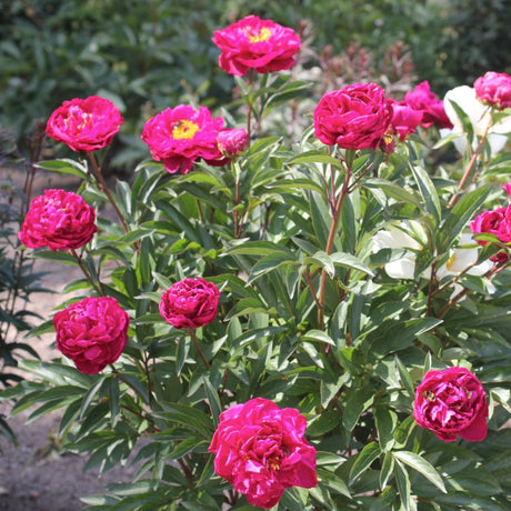 Luktpion 'Karl Rosenfield' 8-pack i kruka