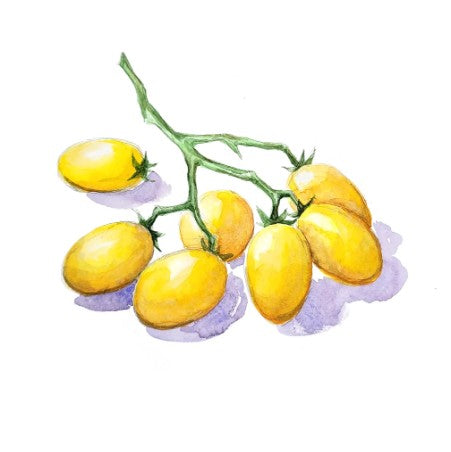 Tomat 'Ildi'