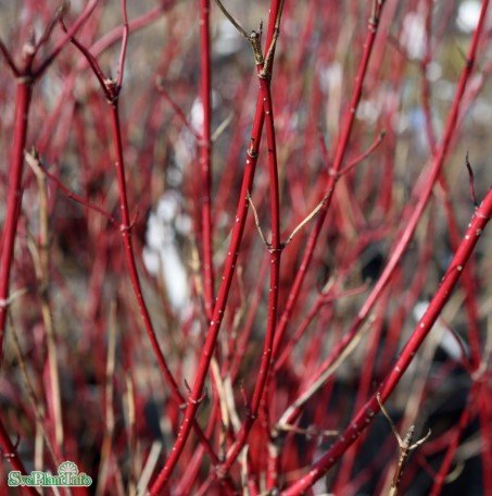 Korallkornell 'Sibirica' barrotad 100-pack 50-80cm