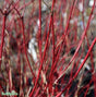 Korallkornell 'Sibirica' barrotad 100-pack 50-80cm