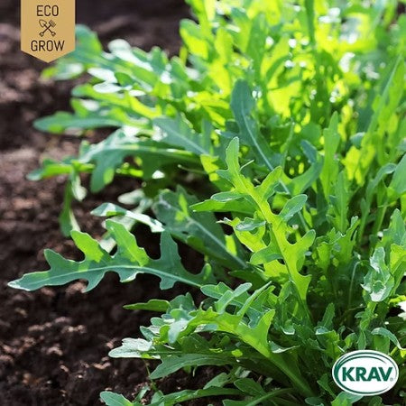 Rucola Sandsenap 'Common' KRAV-märkt