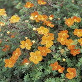 Trädgårdstok 'Hopleys Orange' co 3-pack