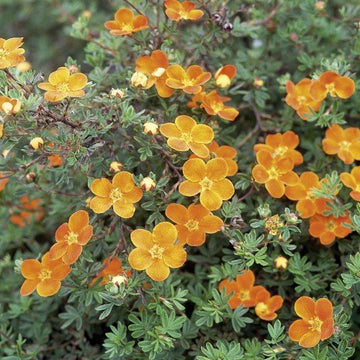 Trädgårdstok 'Hopleys Orange' co 5-pack