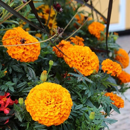 Stor tagetes 'Lady Orange' 9cm kruka