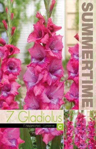 Gladiolus 'Lumierre' 7st